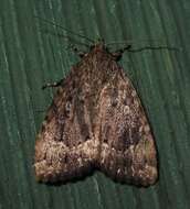 Image of Copper Underwing