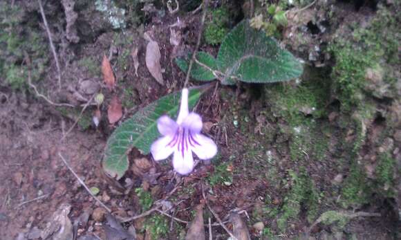 Image of Streptocarpus rexii (Hook.) Lindley