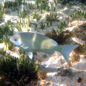 Image of New Zealand bluefish