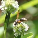 Image of Keyhole Wasp