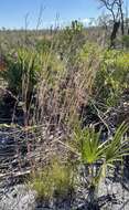 Image of Andropogon cumulicola