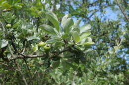 Pyrus elaeagrifolia Pall. resmi