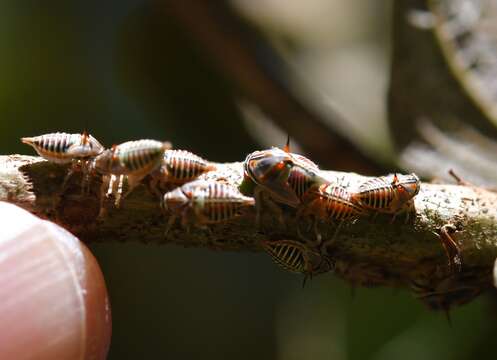 Imagem de Platycotis (Lophopelta) tuberculata Fairmaire 1846