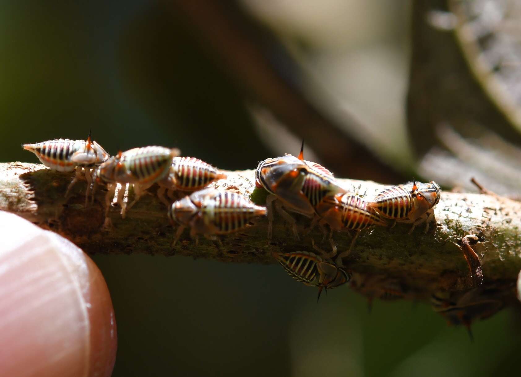 Imagem de Platycotis (Lophopelta) tuberculata Fairmaire 1846