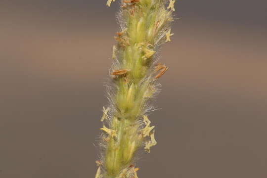 Image of wool grass