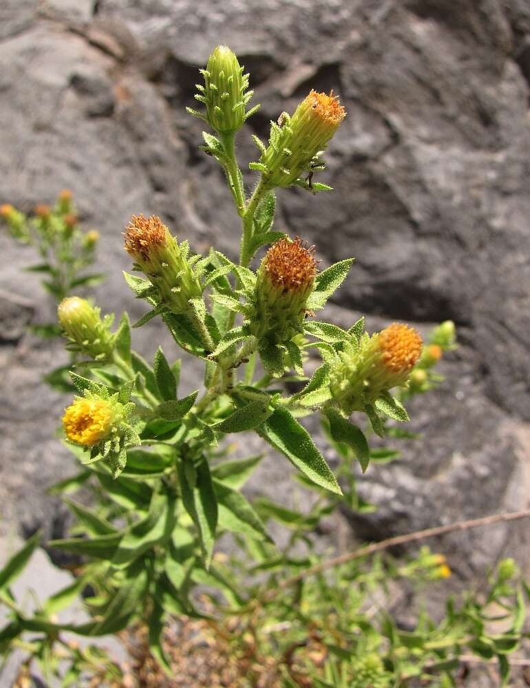 Слика од Chiliadenus glutinosus (L.) Fourr.