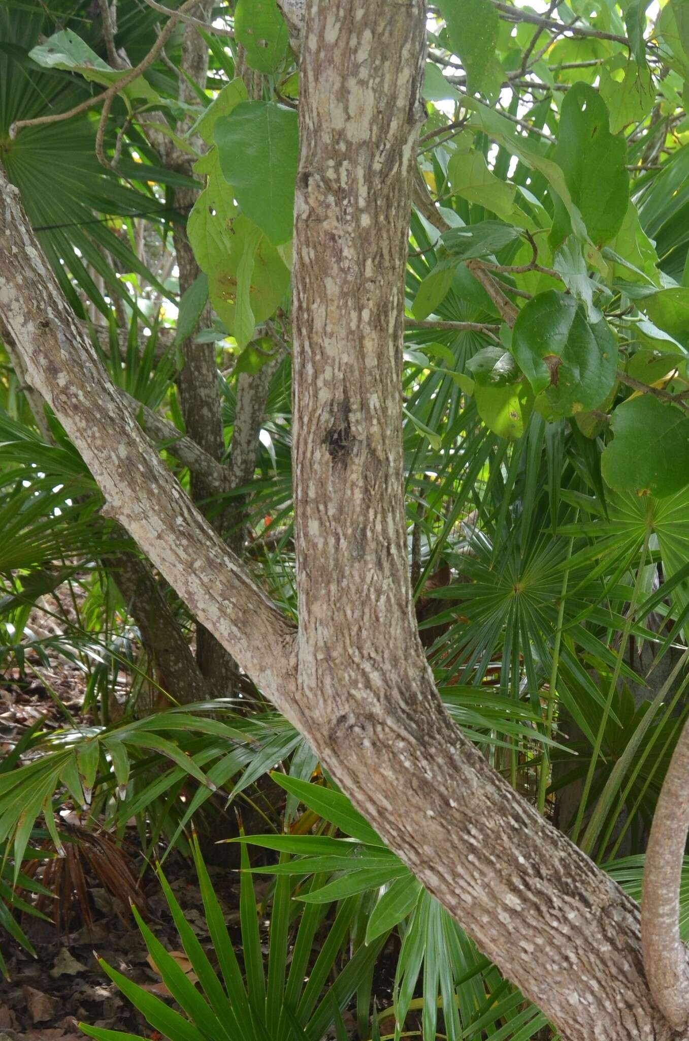 Image de Cordia sebestena L.