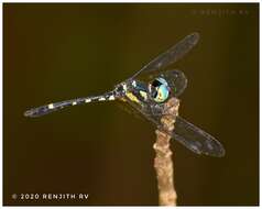 Tetrathemis platyptera Selys 1878 resmi