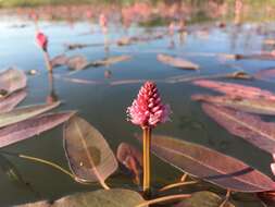 Image of water smartweed