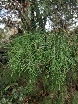 Слика од Juniperus virginiana var. silicicola (Small) E. Murray