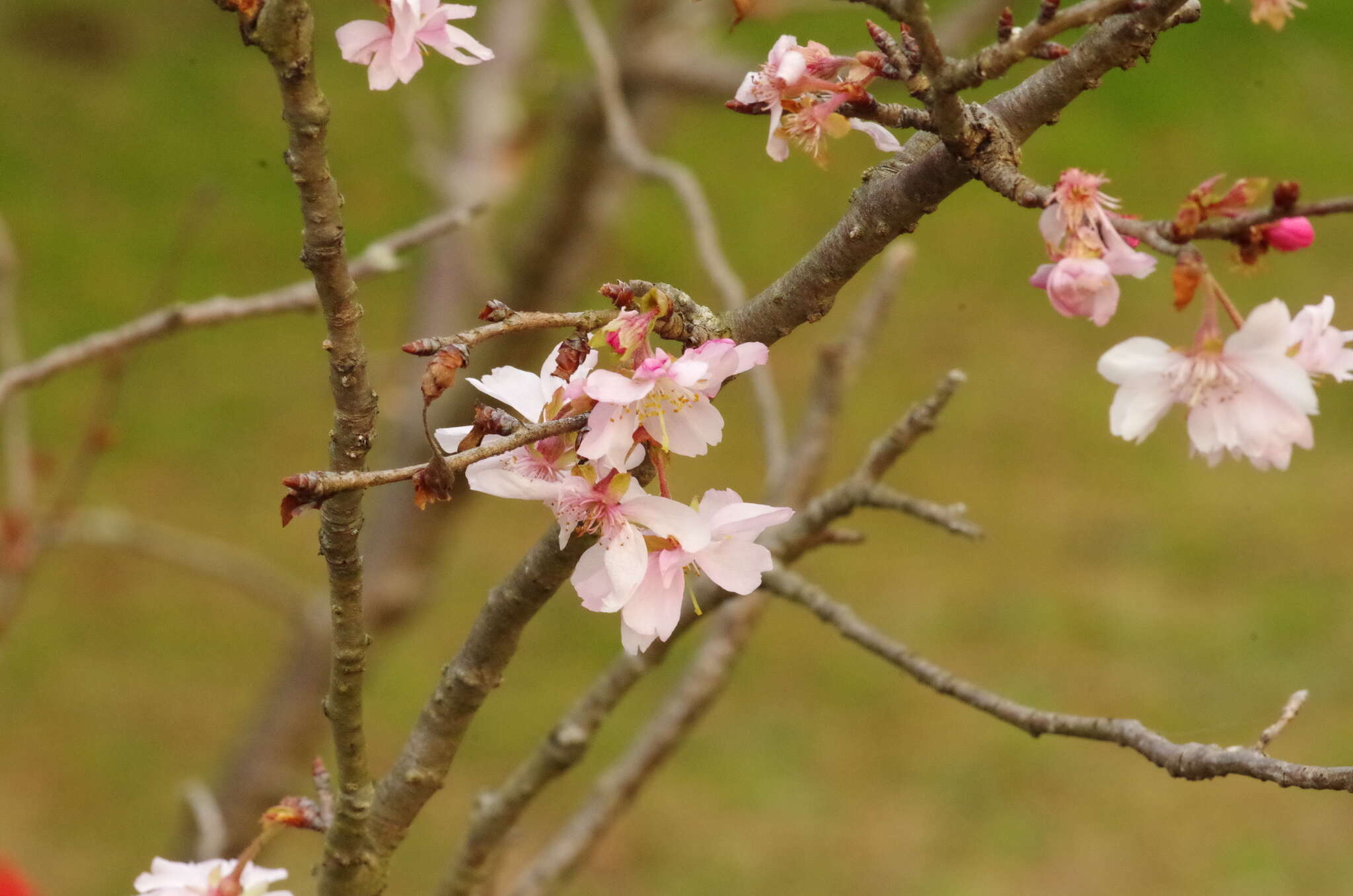 Imagem de Prunus yedoensis Matsum.