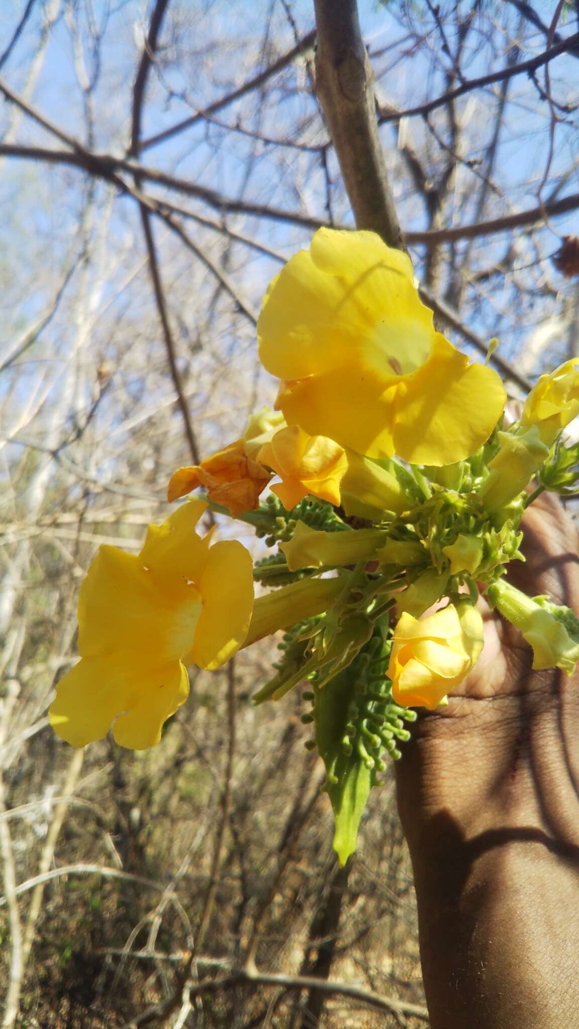 صورة Uncarina peltata (Baker) Stapf