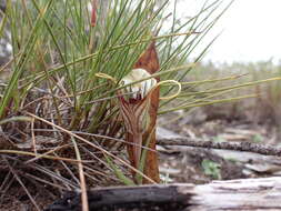 Image of Pterostylis erythroconcha M. A. Clem. & D. L. Jones