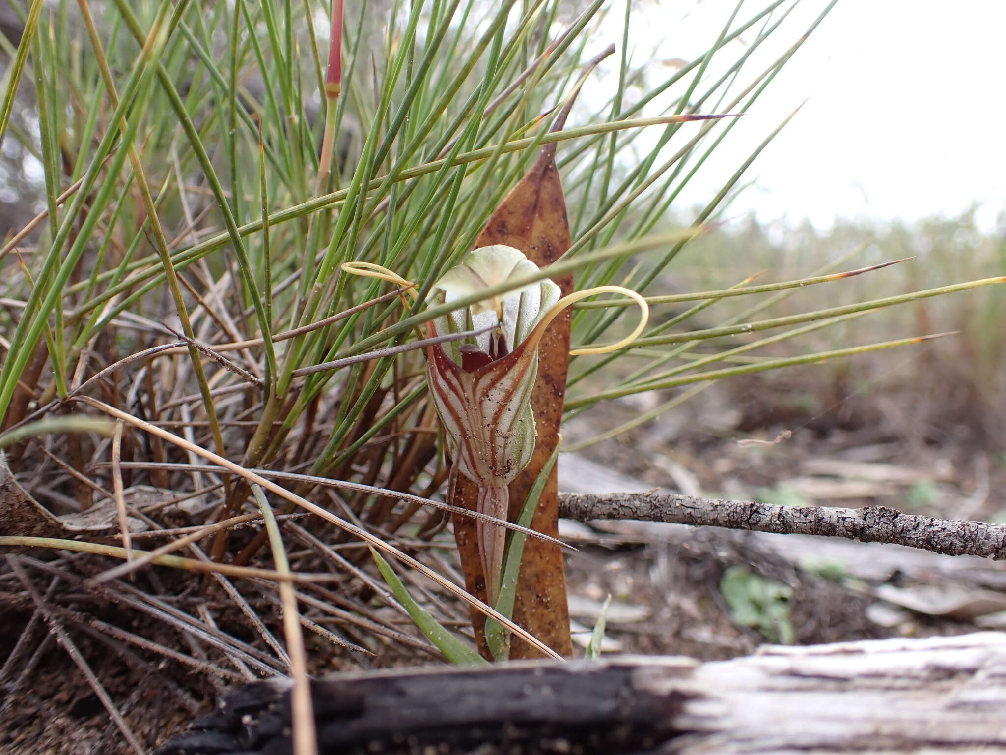 Image of Pterostylis erythroconcha M. A. Clem. & D. L. Jones