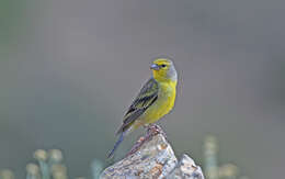 Image of Corsican Citril Finch