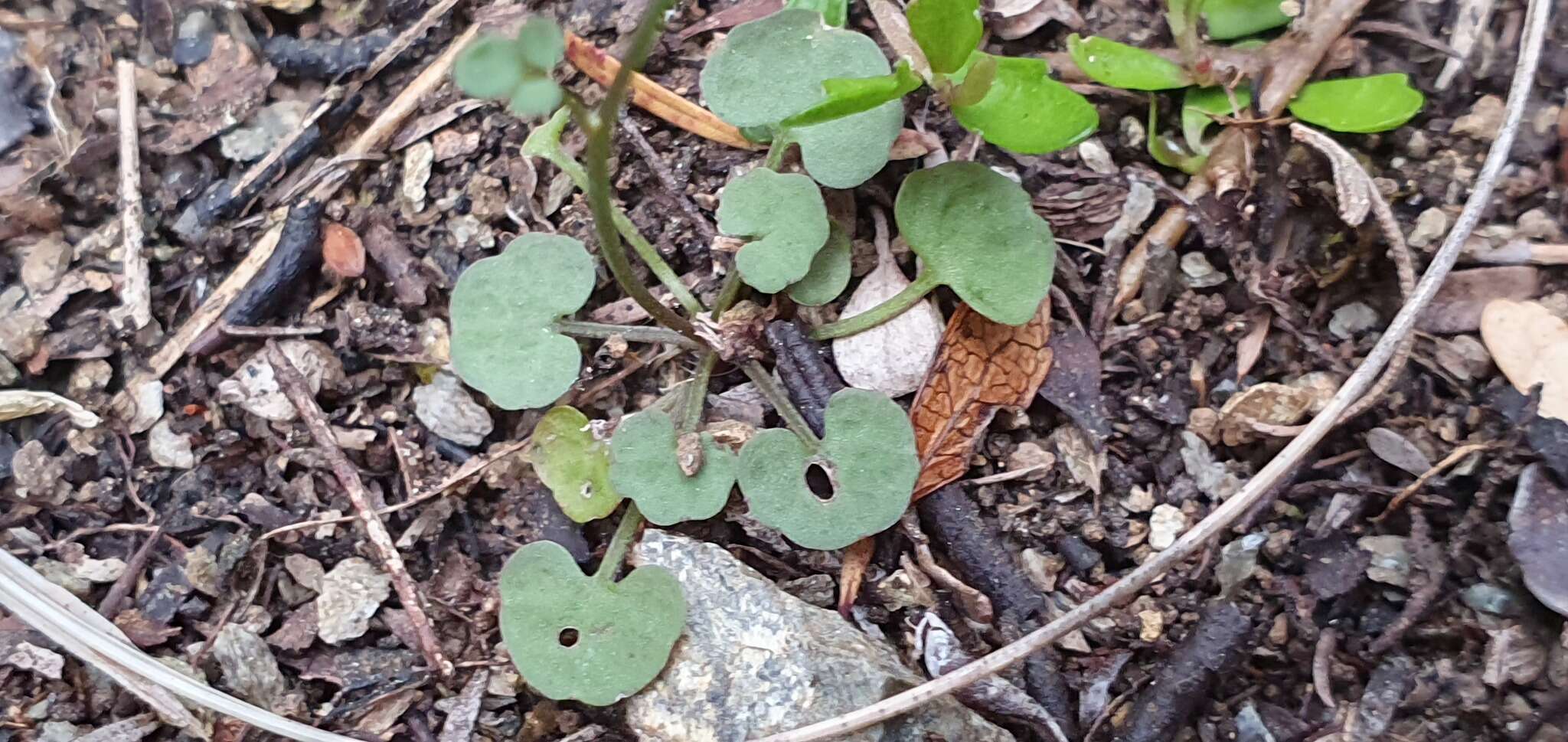 Image of Cardamine dactyloides