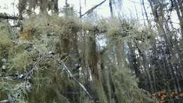 Image of cavern beard lichen