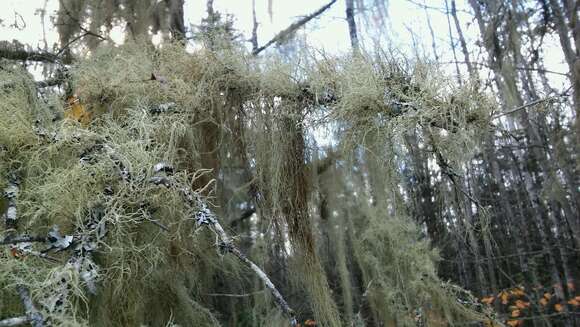 Usnea cavernosa Tuck.的圖片