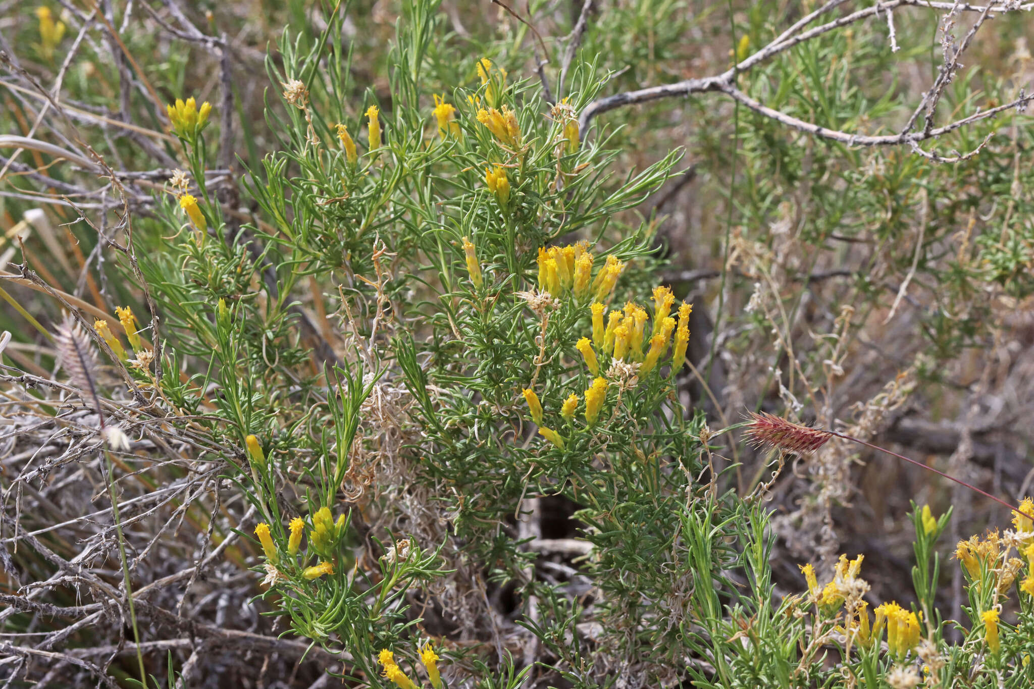 Imagem de Chrysothamnus greenei (A. Gray) Greene