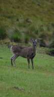 Image of Odocoileus virginianus ustus Trouessart 1910