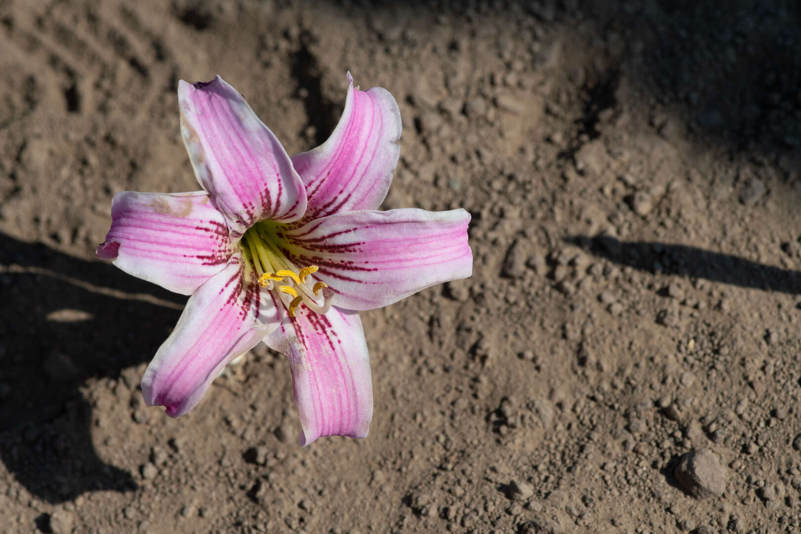 Imagem de Rhodophiala rhodolirion (Baker) Traub