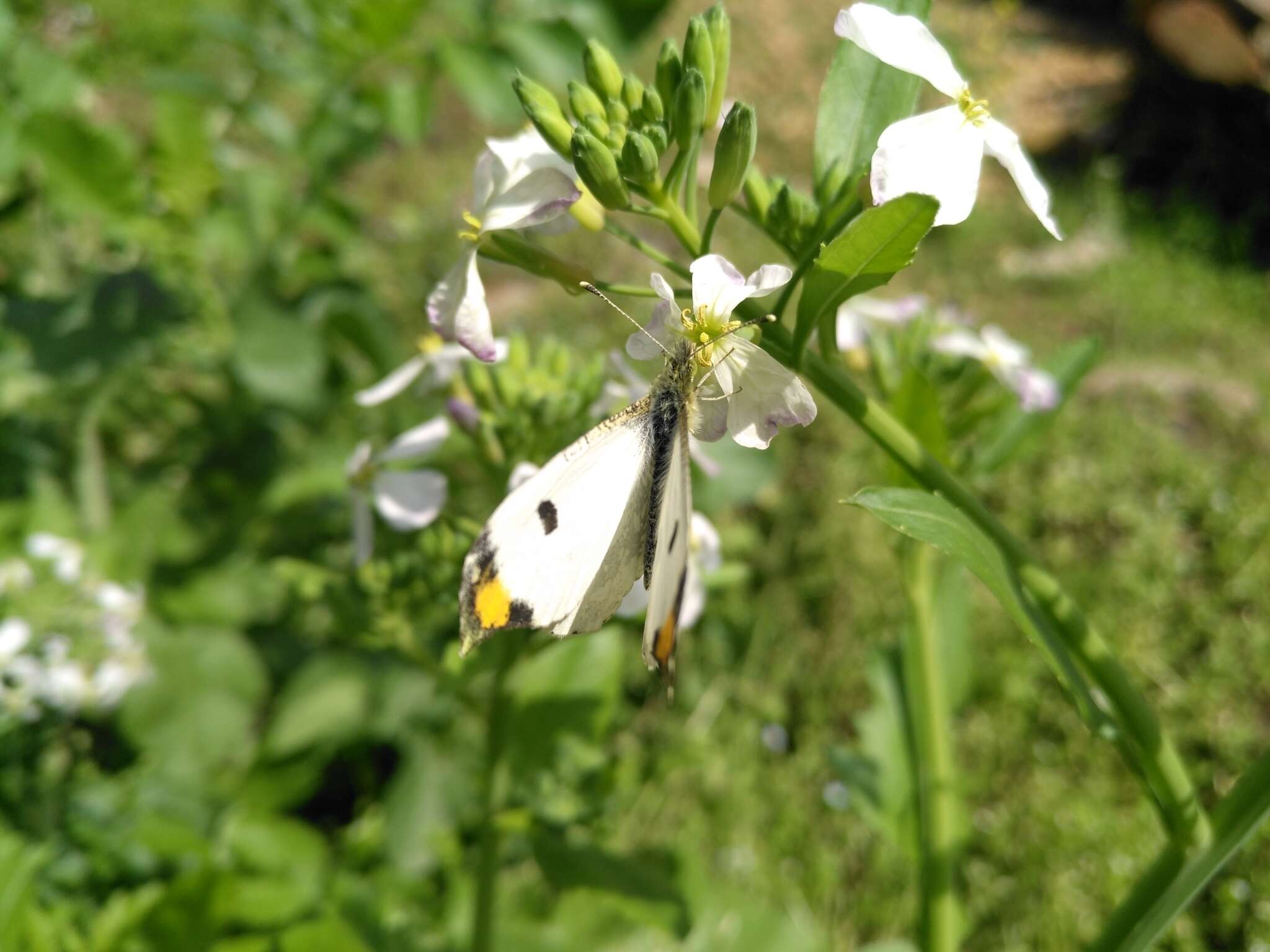 Image de Anthocharis scolymus Butler (1866)