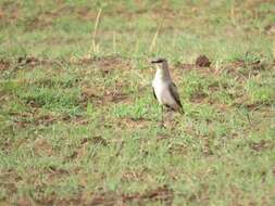 Image of Black-winged Pratincole