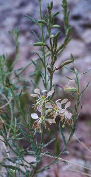 Image of scarlet beeblossom