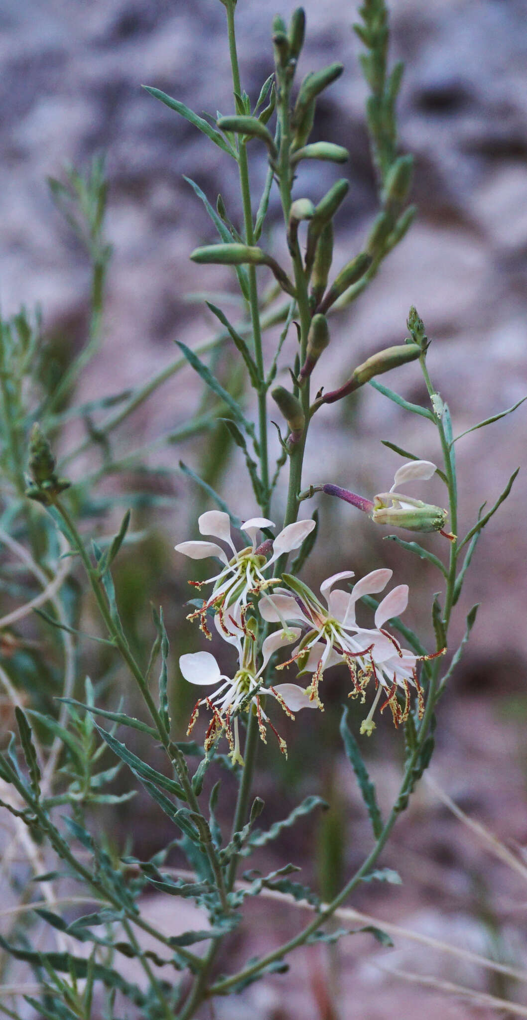 Oenothera suffrutescens (Ser.) W. L. Wagner & Hoch resmi