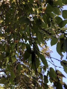 Image of Carpinus kawakamii Hayata