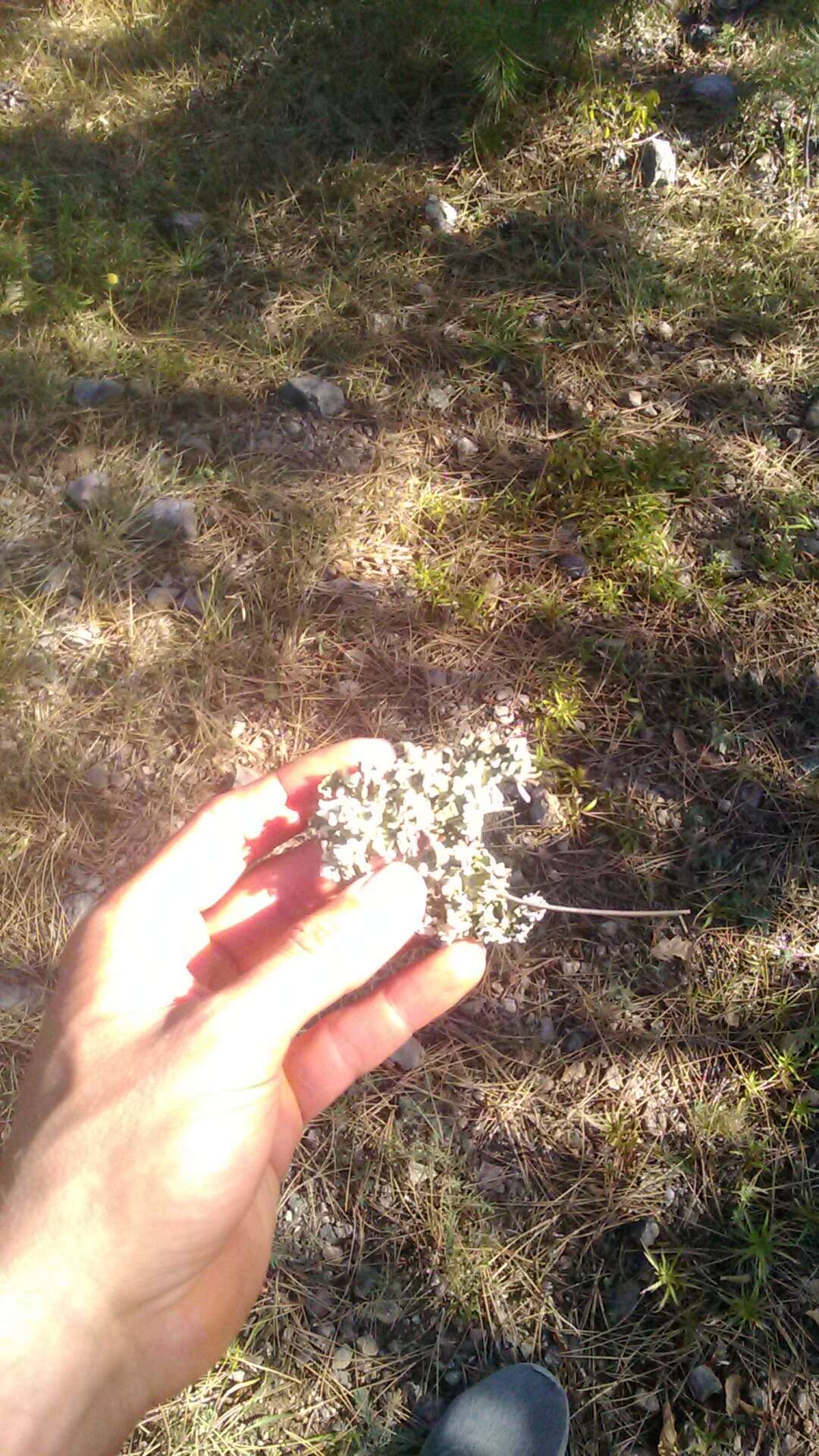 Image of Cladonia foliacea (Huds.) Willd.