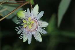 Image of Passiflora podadenia Killip