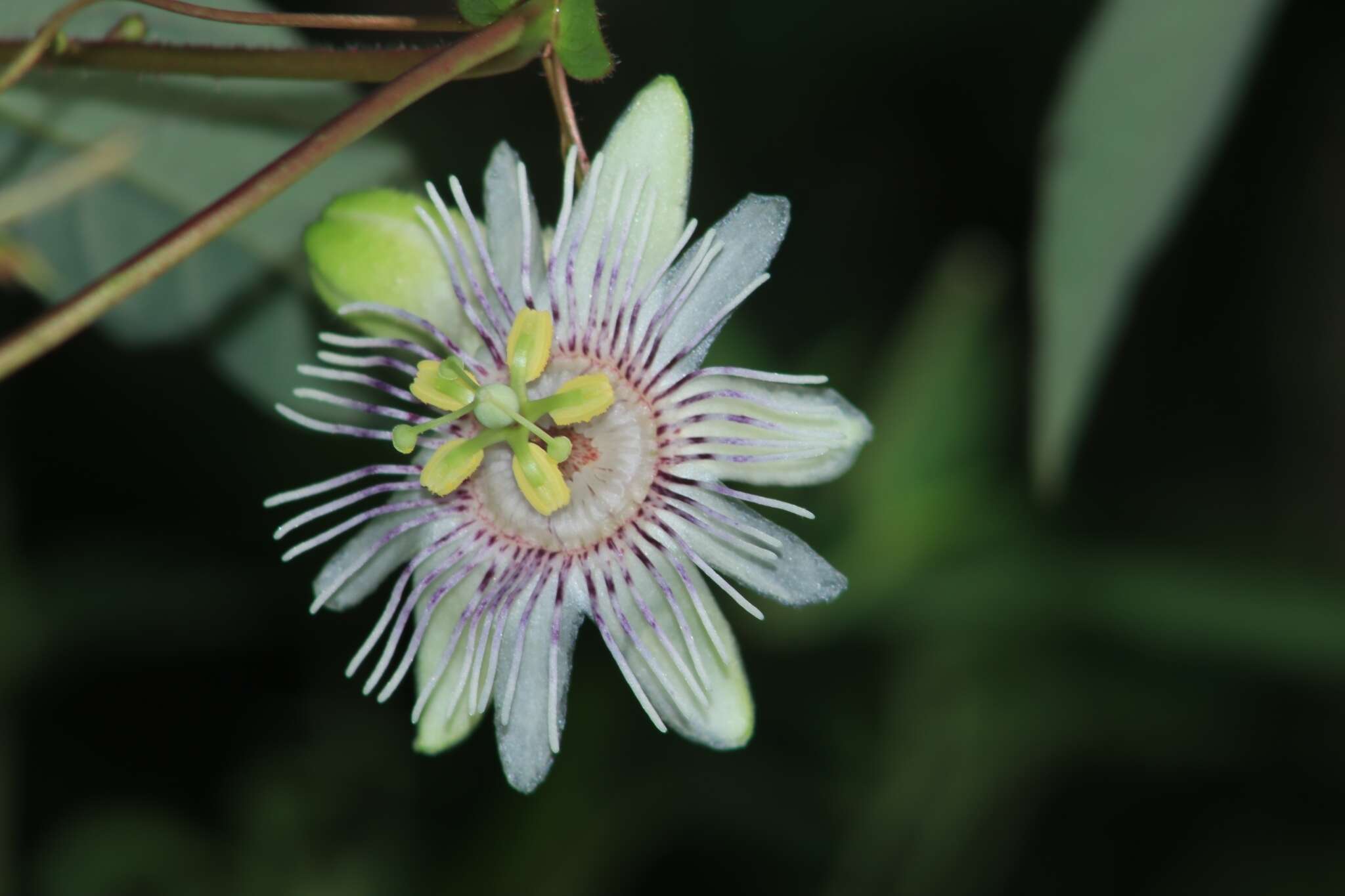 Image de Passiflora podadenia Killip