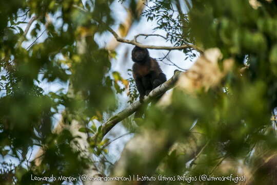 Image of Crested Capuchin