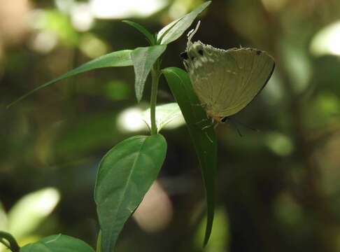 Artipe eryx (Linnaeus 1771) resmi