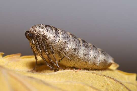 Image of Fall Cankerworm