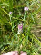 Image of blood milkwort