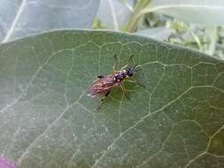 Image of Xylomya terminalis Vasey 1977