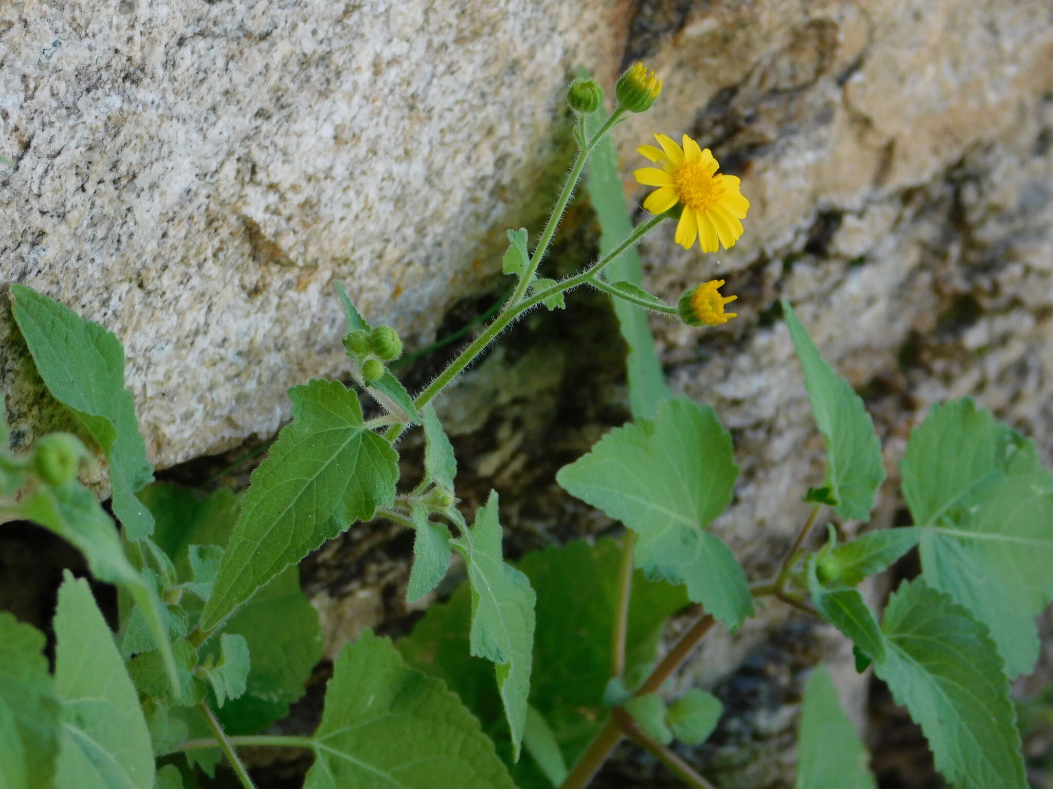 Image of <i>Perityle <i>cuneata</i></i> var. cuneata