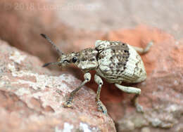 Image of Polyteles guerini Fahraeus 1840