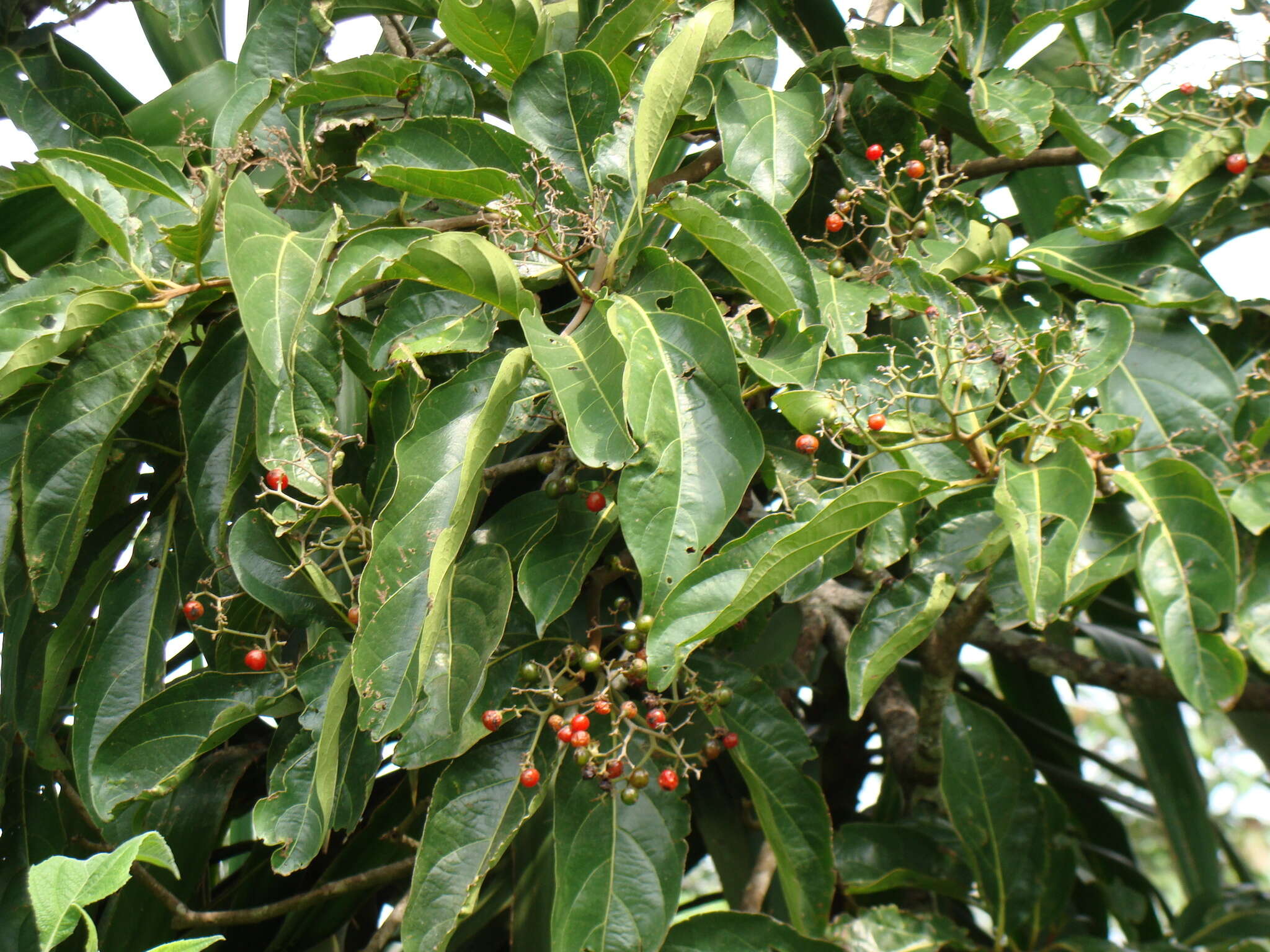 Image de Cordia collococca L.