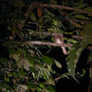 Image of Palawan Frogmouth