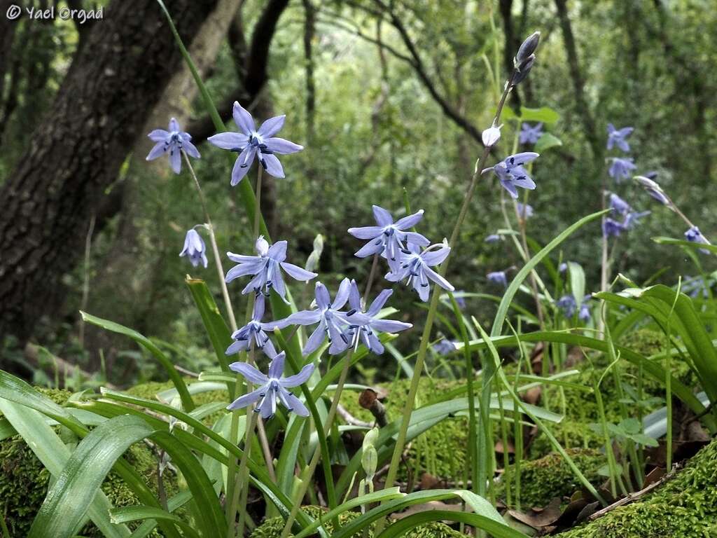 Scilla cilicica Siehe resmi