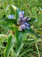 Image of Gentiana cruciata subsp. cruciata