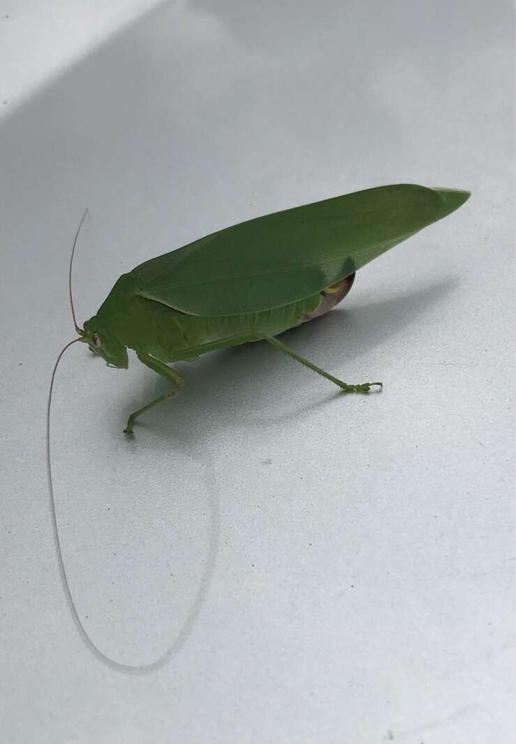 Image of Japanese broadwinged katydid