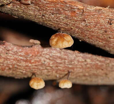 Image of Marasmius alveolaris Cleland 1927