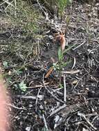 Image of Curled-tongue shell orchid