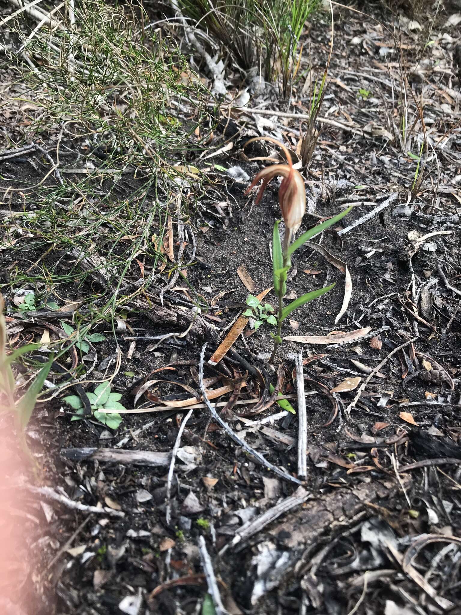 Image of Curled-tongue shell orchid