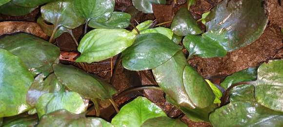 Image of Cryptocoryne griffithii Schott