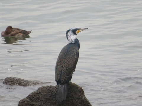 Image of Phalacrocorax carbo hanedae Kuroda & Nagamichi 1925